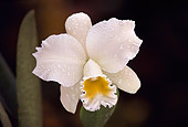 FLW 01 RK0126 14
Orchid Cattleya Delta King Ivory Vanilla