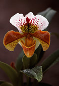 FLW 01 RK0128 09
Orchid Paphiopedilum Spotglen