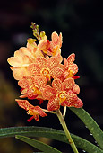 FLW 01 RK0154 01
Orchid Dendrobium chrysotoxum Studio