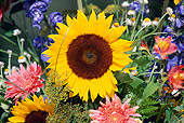 FLW 01 RK0156 01
Sunflower With Other Flowers