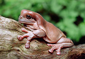 FRG 01 BA0001 01
White's Tree Frog Sitting On Branch Profile