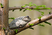 FRG 01 DA0001 01
Gray Tree Frog Sitting On Bald Cypress Tree In Little Black Slough, Illinois