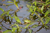 FRG 01 DA0002 01
Portrait Of Bullfrog In Wetlands Illinois
