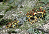 FRG 01 GL0001 01
Chilean Red-Spotted Toad Adult And Baby Sitting On Rock