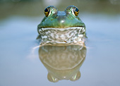 FRG 01 GR0004 01
Bullfrog Swimming Head On With Reflection In Water