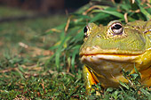 FRG 01 HP0001 01
Close-Up Of African Bullfrog Sitting In Wet Grass
