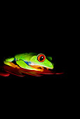 FRG 01 JZ0001 01
Red-Eyed Tree Frog Sitting On Red Leaf