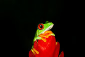 FRG 01 JZ0002 01
Red-Eyed Tree Frog Sitting On Red Flower