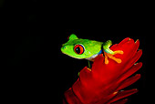 FRG 01 JZ0003 01
Red-Eyed Tree Frog Sitting On Red Flower