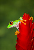 FRG 01 JZ0004 01
Red-Eyed Tree Frog Sitting On Red Flower