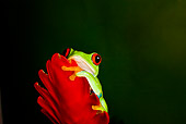 FRG 01 JZ0005 01
Red-Eyed Tree Frog Sitting On Red Flower