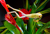 FRG 01 JZ0006 01
Albino Red-Eyed Tree Frog Hanging On Red Flower