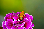 FRG 01 JZ0009 01
Strawberry Poison Dart Frog Sitting On Purple Flower
