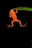 FRG 01 JZ0010 01
Strawberry Poison Dart Frog Hanging From Leaf