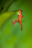 FRG 01 JZ0011 01
Strawberry Poison Dart Frog Hanging From Leaf