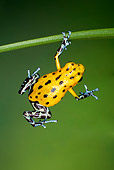 FRG 01 JZ0012 01
Poison Dart Frog Hanging From Stem