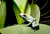 FRG 01 JZ0013 01
Golden Poison Frog Sitting On Leaf