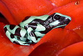 FRG 01 JZ0014 01
Green And Black Poison Dart (aka Poison Arrow) Frog Sitting On Red Leaf