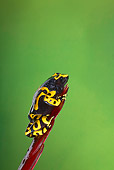 FRG 01 JZ0015 01
Orange Banded Poison Dart Frog Sitting On Red Leaf Venezuela