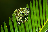 FRG 01 JZ0016 01
Mossy Frog Sitting On Fern Vietnam