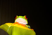 FRG 01 JZ0017 01
Red-Eyed Tree Frog Sitting On Leaf Costa Rica