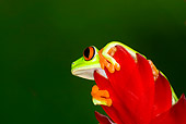 FRG 01 JZ0018 01
Red-Eyed Tree Frog Sitting On Red Leaf Costa Rica