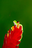 FRG 01 JZ0019 01
Red-Eyed Tree Frog Sitting On Red Leaf Costa Rica