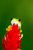 FRG 01 JZ0020 01
Red-Eyed Tree Frog Sitting On Red Leaf Costa Rica
