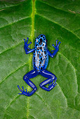 FRG 01 JZ0021 01
Poison Dart Frog Sitting On Leaf Surinam