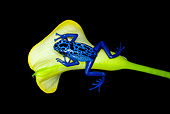 FRG 01 JZ0022 01
Poison Dart Frog Sitting On Flower In Dark Surinam
