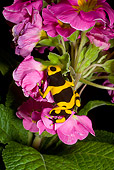 FRG 01 JZ0023 01
Poison Dart Frog Sitting On Pink Flowers Surinam