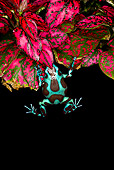 FRG 01 JZ0024 01
Green And Bronze Poison Dart Frog Sitting By Pink Leaves Panama