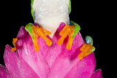 FRG 01 JZ0026 01
Close-Up Of Red-Eyed Tree Frog Sitting On Pink Flower Costa Rica