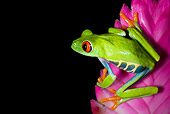 FRG 01 JZ0027 01
Red-Eyed Tree Frog Sitting On Pink Flower Costa Rica