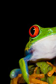 FRG 01 JZ0028 01
Close-Up Of Red-Eyed Tree Frog Sitting On Plant Costa Rica