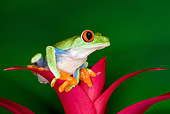 FRG 01 JZ0029 01
Red-Eyed Tree Frog Sitting On Pink Flower Costa Rica