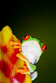 FRG 01 JZ0030 01
Close-Up Of Red-Eyed Tree Frog Sitting On Plant Costa Rica