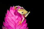 FRG 01 JZ0031 01
Albino Red-Eyed Tree Frog Sitting On Pink Flower Costa Rica