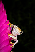 FRG 01 JZ0032 01
Albino Red-Eyed Tree Frog Sitting On Pink Flower Costa Rica
