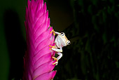 FRG 01 JZ0033 01
Albino Red-Eyed Tree Frog Sitting On Pink Flower Costa Rica