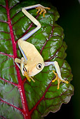 FRG 01 JZ0034 01
Albino Red-Eyed Tree Frog Sitting On Leaf Costa Rica