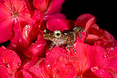 FRG 01 JZ0035 01
Cinnamon Tree Frog Sitting On Red Flowers With Dew Indonesia