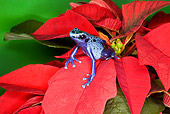 FRG 01 JZ0036 01
Blue Dart Frog Sitting On Red Leaves Surinam