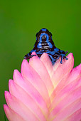 FRG 01 JZ0037 01
Poison Dart Frog Sitting On Pink Flower Panama