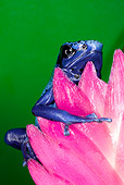 FRG 01 JZ0038 01
Close-Up Of Blue Dart Frog Sitting On Pink Flower Surinam