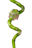 FRG 01 KH0015 01
Green Tree Frog Sitting On Lucky Bamboo On White Seamless