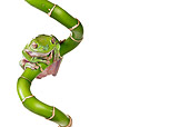FRG 01 KH0016 01
Green Tree Frog Sitting On Lucky Bamboo On White Seamless