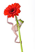 FRG 01 KH0017 01
Green Tree Frog Hanging On Flower Stem On White Seamless