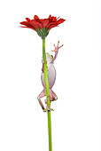 FRG 01 KH0018 01
Green Tree Frog Climbing On Flower Stem On White Seamless