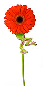 FRG 01 KH0019 01
Green Tree Frog Climbing On Flower Stem On White Seamless